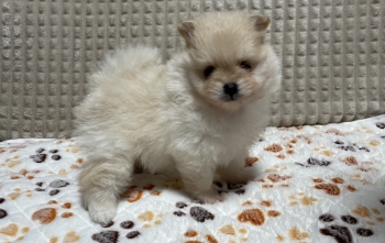 愛情たっぷりの育成